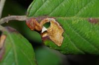 Ectoedemia erythrogenella