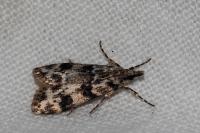 Eudonia delunella