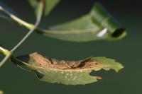 Gracillaria syringella