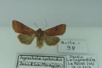 Agrochola lychnidis