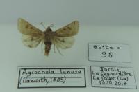 Anchoscelis lunosa