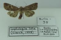 Leptologia lota