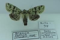 Griposia aprilina