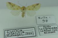 Cirrhia icteritia