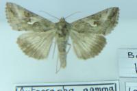 Autographa gamma