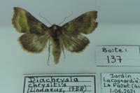 Diachrysia chrysitis