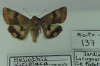 Heliothis viriplaca