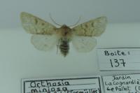 Orthosia miniosa