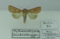 Mythimna albipuncta