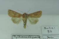 Mythimna albipuncta