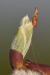 Coleophora lusciniaepennella