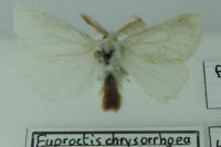 Euproctis chrysorrhoea