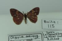 Orgyia antiqua