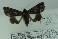 Catephia alchymista