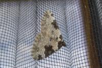 Xanthorhoe fluctuata