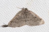 Aleucis distinctata