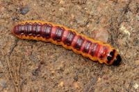 Cossus cossus