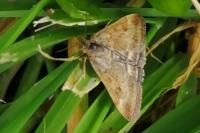 Pyrausta despicata