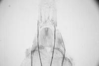 Anacampsis populella