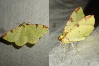 Opisthograptis luteolata