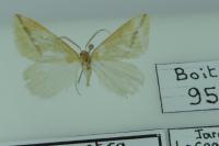 Rhodometra sacraria