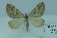 Aplocera efformata