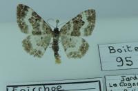 Epirrhoe alternata