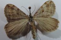 Aplocera efformata