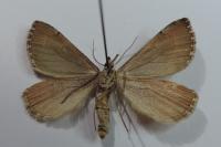 Aplocera efformata