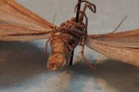 Aplocera efformata