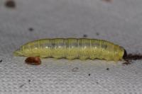 Cymatophorina diluta