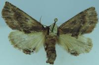Ptilodon capucina