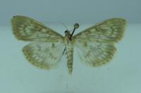 Patania ruralis