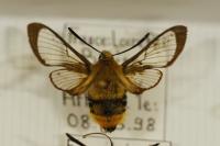 Hemaris tityus