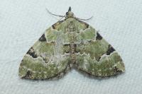 Colostygia pectinataria