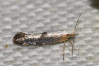 Argyresthia spinosella