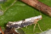 Argyresthia spinosella