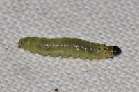 Tortrix viridana