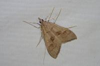 Mecyna asinalis