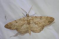 Hypomecis punctinalis