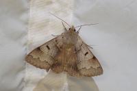 Minucia lunaris