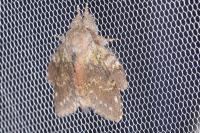 Stauropus fagi