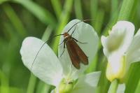 Cauchas rufimitrella
