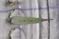 Lyonetia prunifoliella