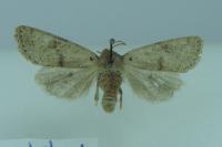 Orthosia cerasi