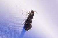 Narycia duplicella