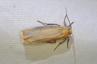 Katha depressa