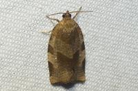 Choristoneura hebenstreitella
