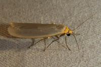 Eilema caniola