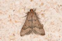 Bostra obsoletalis